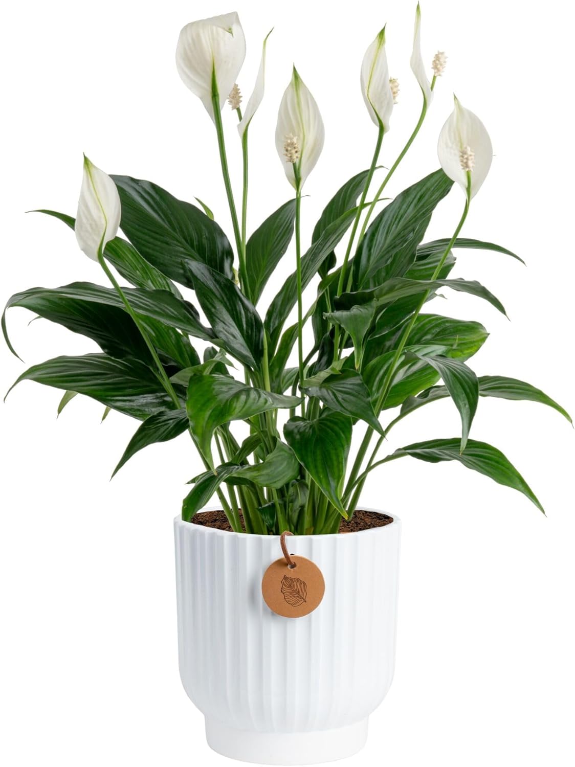 Peace Lily Live Plant in Decorative Pot, Air Purifying Flowering Indoor Houseplant