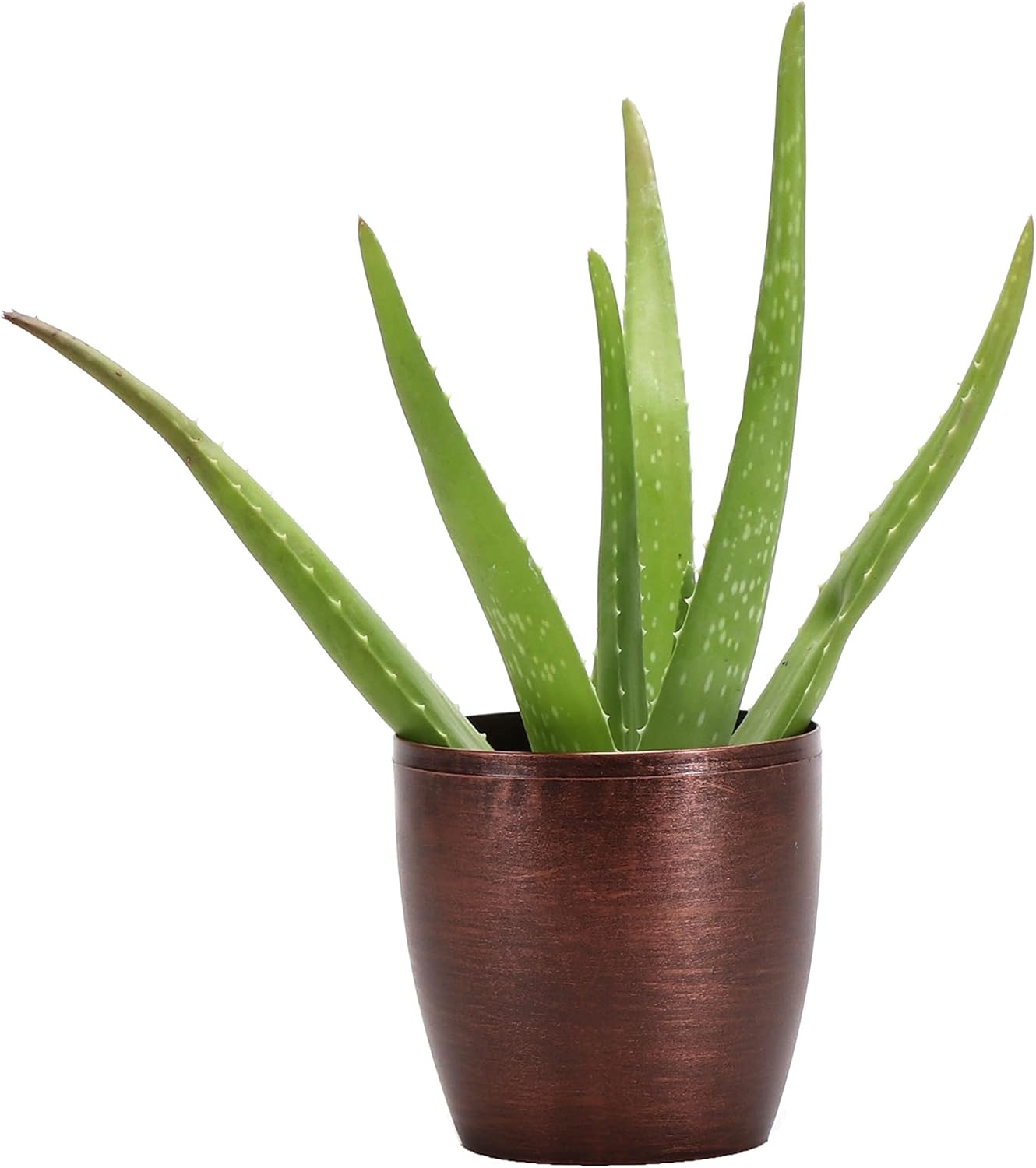 Greenhouse Aloe Vera, Live Indoor Plant, Aloe barbadensis, Easy to Grow, Succulent, Natural Air Purifier