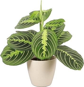 Lemon Lime Prayer Plant, Live Indoor Plant, Lemon Maranta