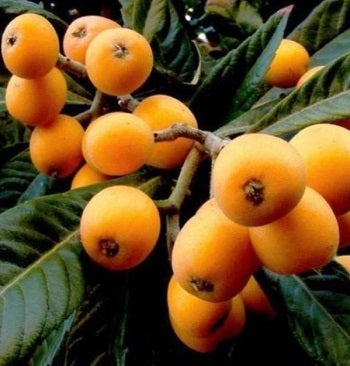 Loquat Tree; A TITTS Platform Suggestion!***Click Link In Description For Full Product View And To Order***