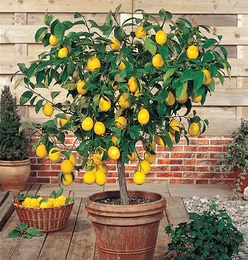 Meyer Lemon Tree; A TITTS Platform Suggestion; Meyer Lemon Tree*** Click Link In Description For Full Product View And To Order***