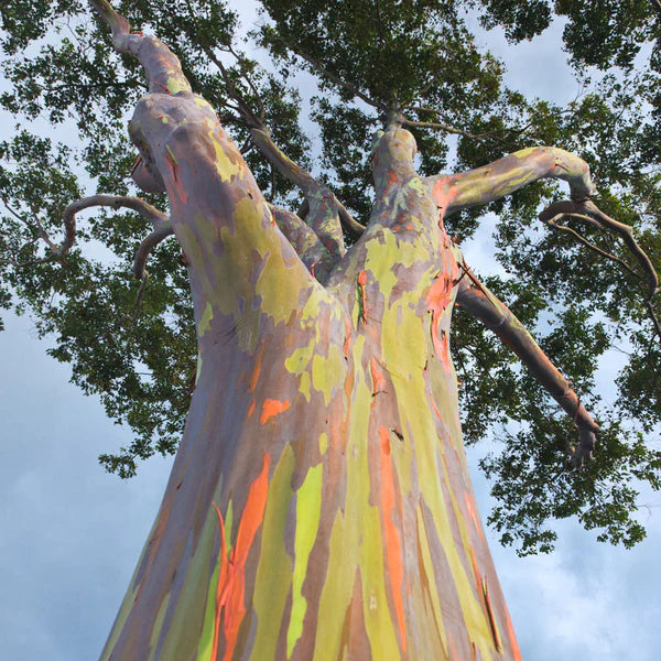 Rainbow Eucalyptus Tree - Eucalyptus Deglupta ***Click Link In Description For Full Product View And To Order***