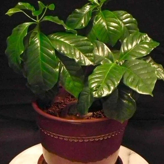 Arabica Coffee Plant - Coffea arabica