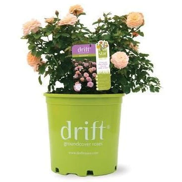 Apricot Drift Rose - Meimirrote - 3 Gallon