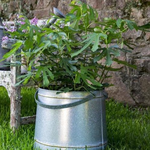 Little Miss Figgy Fig Tree A True Dwarf!
