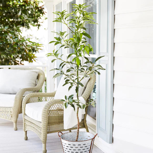 Cold Tolerant Avocado Tree - thrives in containers