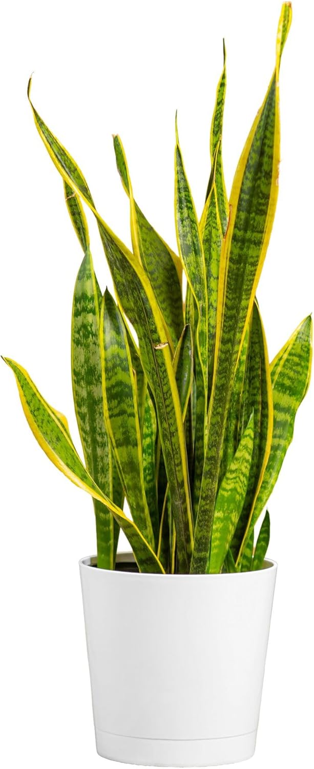 Costa Farms Snake Plant, Mother-in-Law's Tongue Live Plant in Decorative Pot