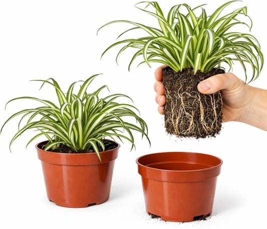 Easy to Grow Spider Plant Variegated 2 Full Size Potted Plants - Large Established Houseplants in 4" Quart Pots - Indoor Outdoor