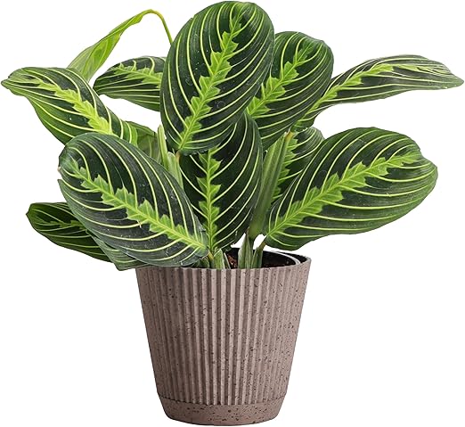 Lemon Lime Prayer Plant, Live Indoor Plant, Lemon Maranta