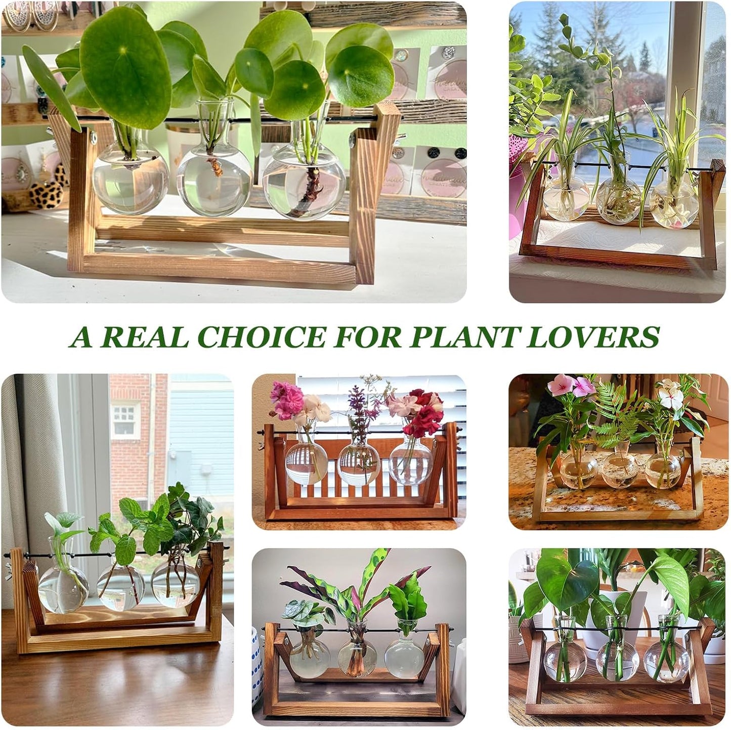 Plant Propagation Stations with Wooden Stand & 5 Glass Bulb Vases