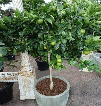 Key Lime Tree; A TITTS Platform Suggestion