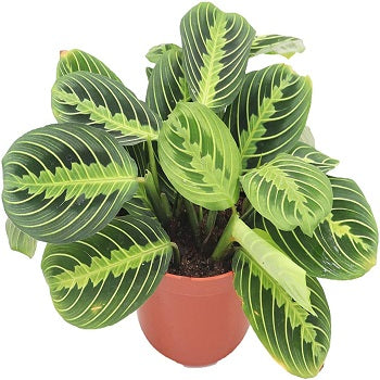 Lemon Lime Prayer Plant, Live Indoor Plant, Lemon Maranta