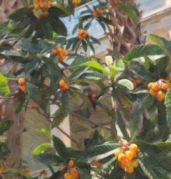 Loquat Tree; A TITTS Platform Suggestion!***Click Link In Description For Full Product View And To Order***