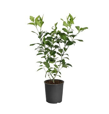 Meyer Lemon Tree; A TITTS Platform Suggestion; Meyer Lemon Tree*** Click Link In Description For Full Product View And To Order***