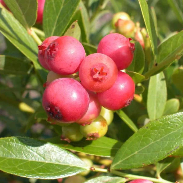 Pink Lemonade Blueberry Bush; A TITTS Platform Suggestion!***Click Link In Description For Full Product View And To Order***