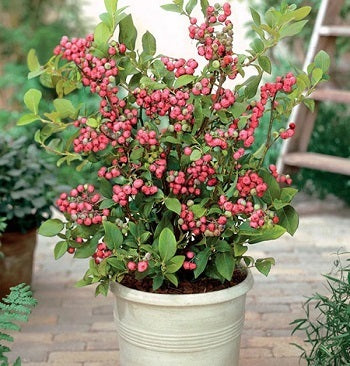 Pink Lemonade Blueberry Bush; A TITTS Platform Suggestion!***Click Link In Description For Full Product View And To Order***