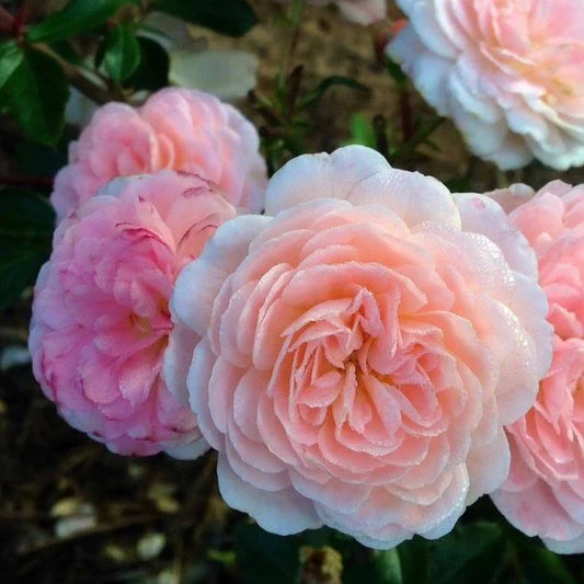Apricot Drift Rose - Meimirrote - 3 Gallon