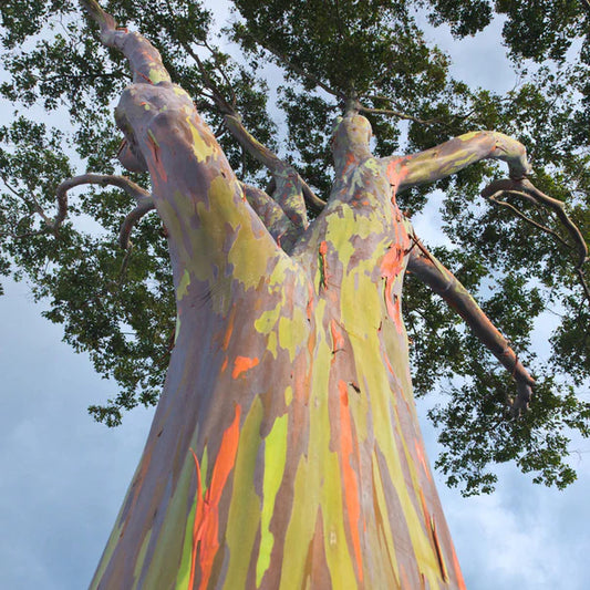 Rainbow Eucalyptus Tree -  Eucalyptus Deglupta ***Click Link In Description For Full Product View And To Order***