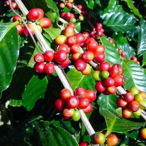 Arabica Coffee Plant - Coffea arabica