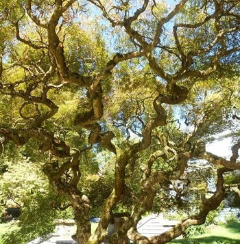 Corkscrew Willow - Salix matsudana 'Tortuosa'