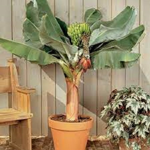 Dwarf Cavendish Banana Tree - Indoor Plant